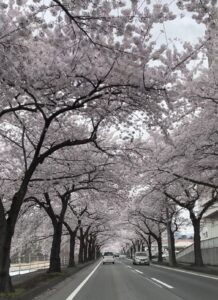 【理奈】桜